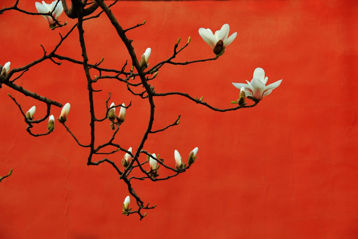 北京城长安街红墙外的白玉兰花