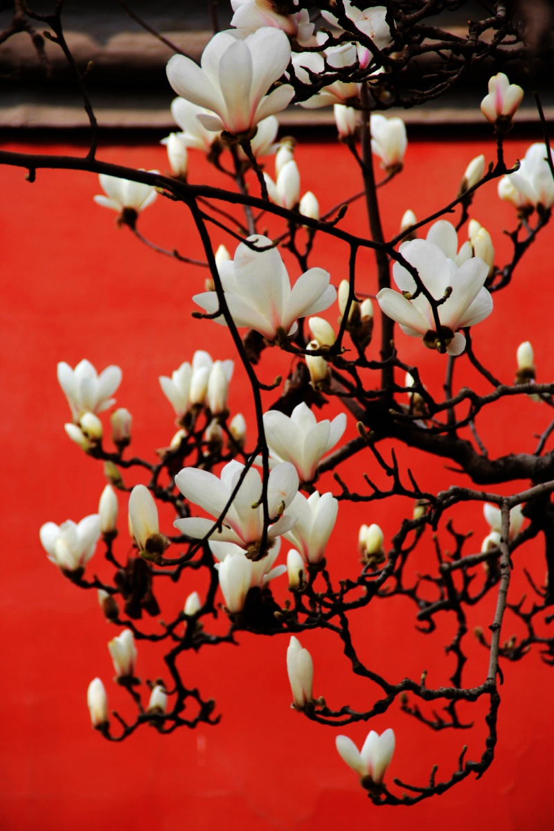 北京城长安街红墙外的白玉兰花