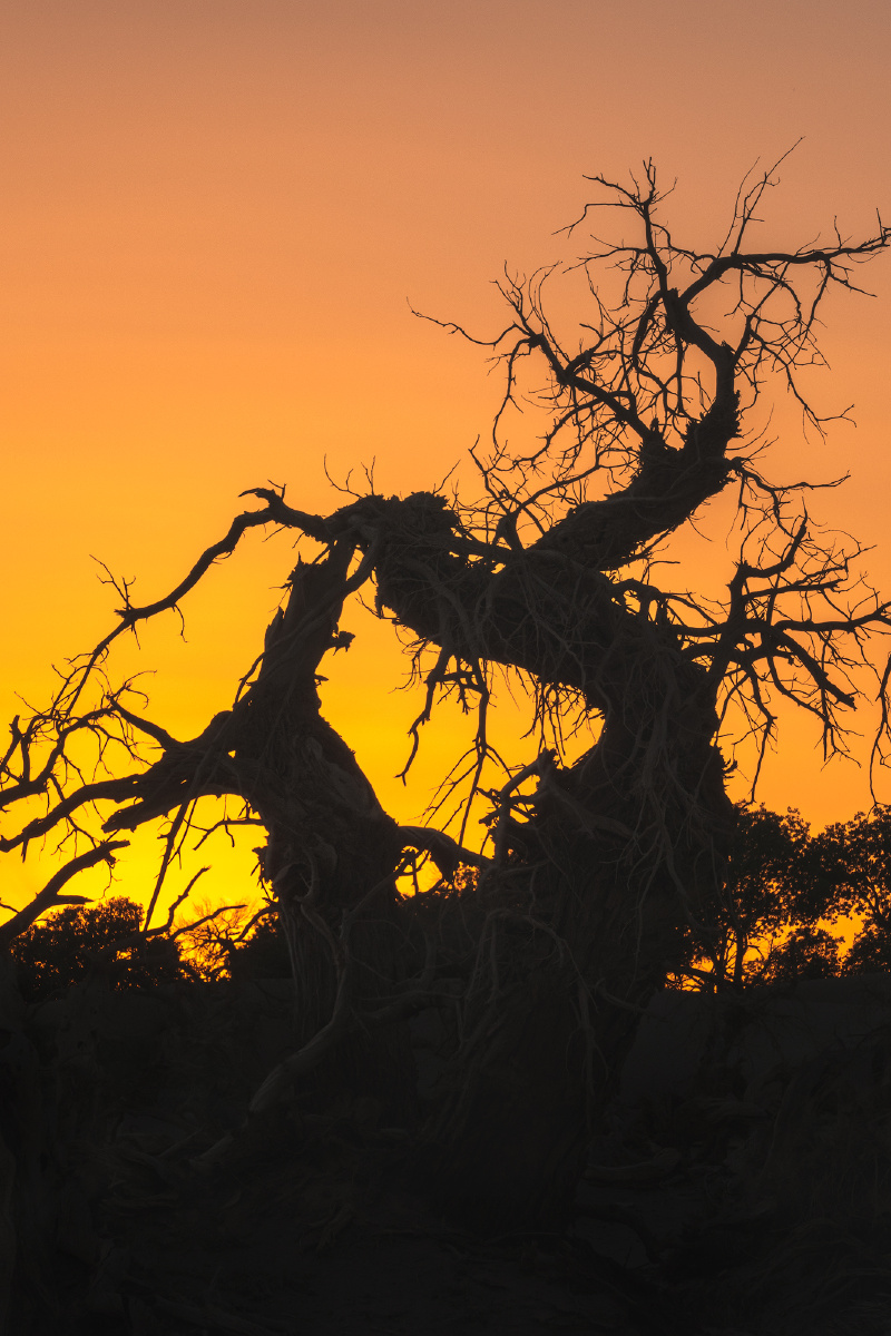 千年不朽胡杨魂