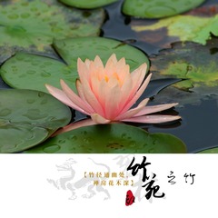 27608D31-2A5B-4743-BD81-8EE5B7190254/L0/001