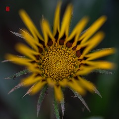 _DSC0889