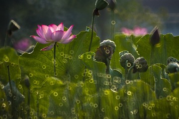 彭浩  梦中观荷