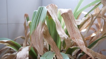 P1140632