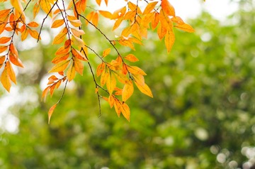 cf147218bc4d65a