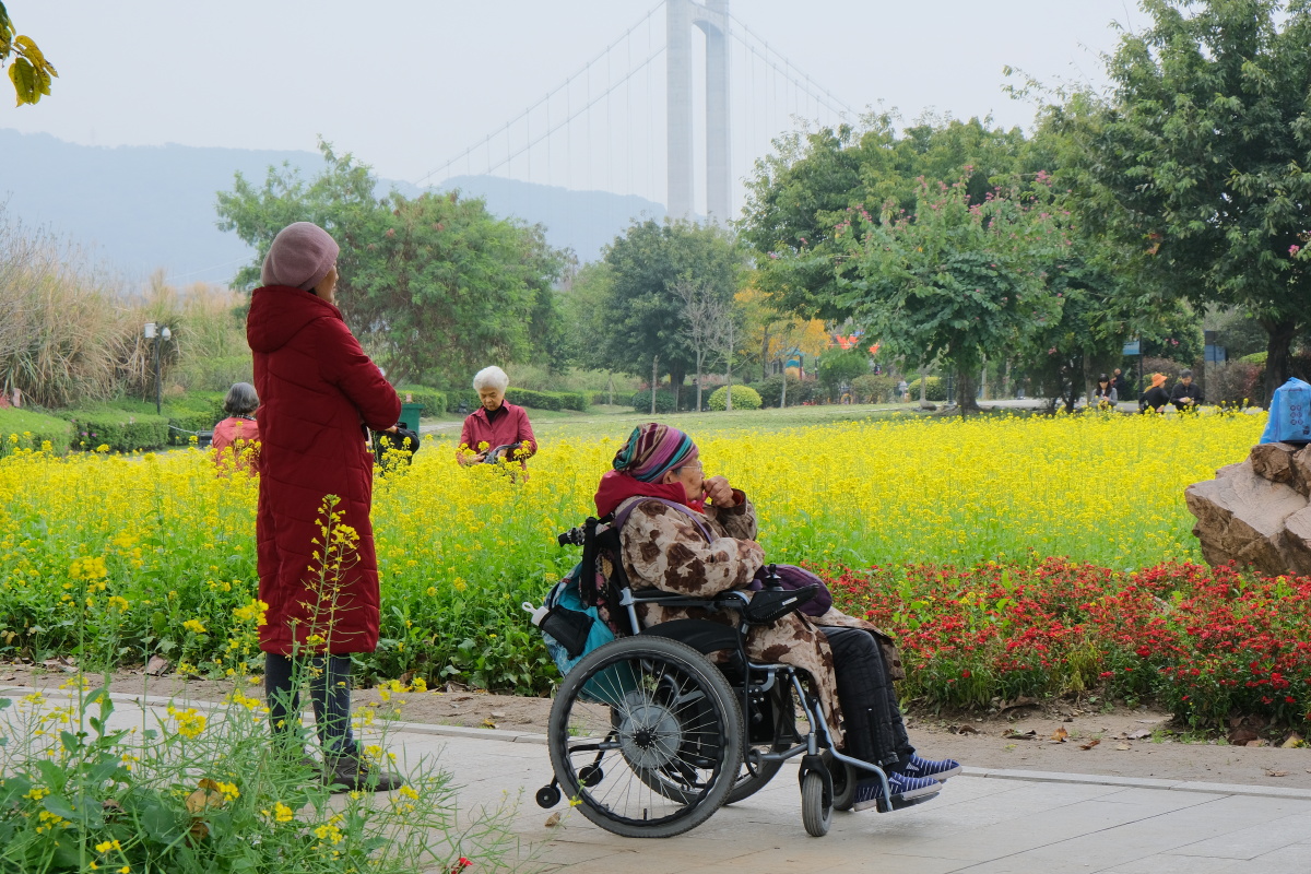 春天油菜花开老年人悠闲的生活