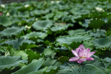_DSC4748-01