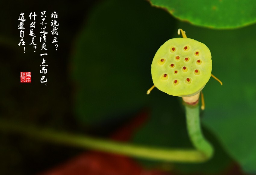 谁说我丑？只不过清爽一点而已。<br />
什么是美？逍遥自在！