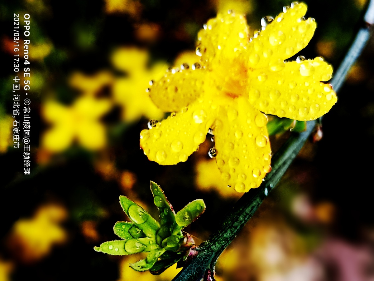 迎春花