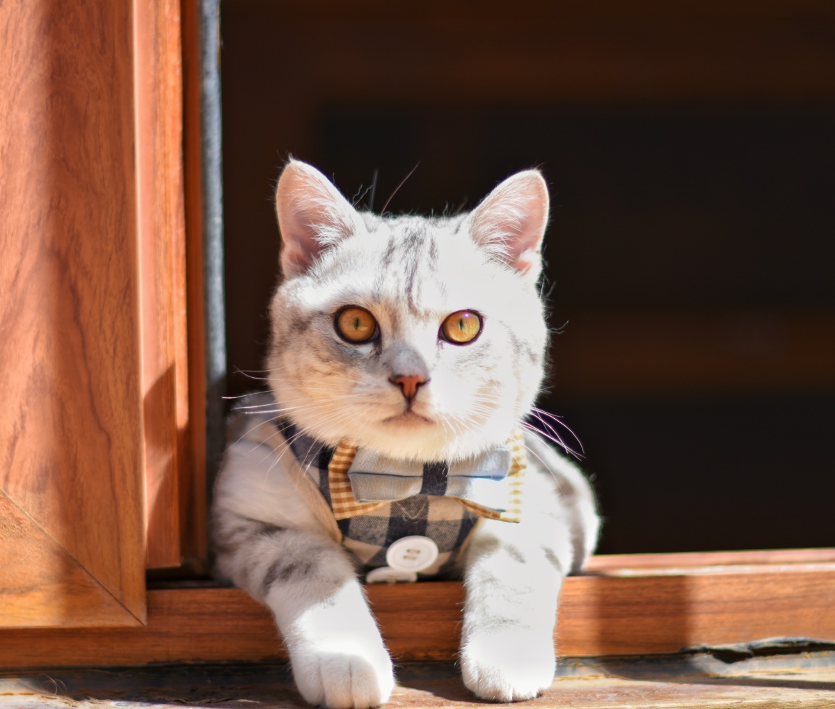 丽江客栈中的猫