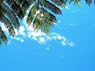 Cairns热带雨林RSF餐厅外3