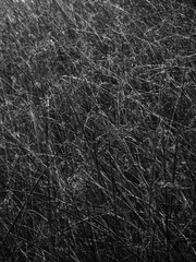 DSCF2262-20160528