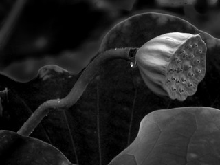 S0978482