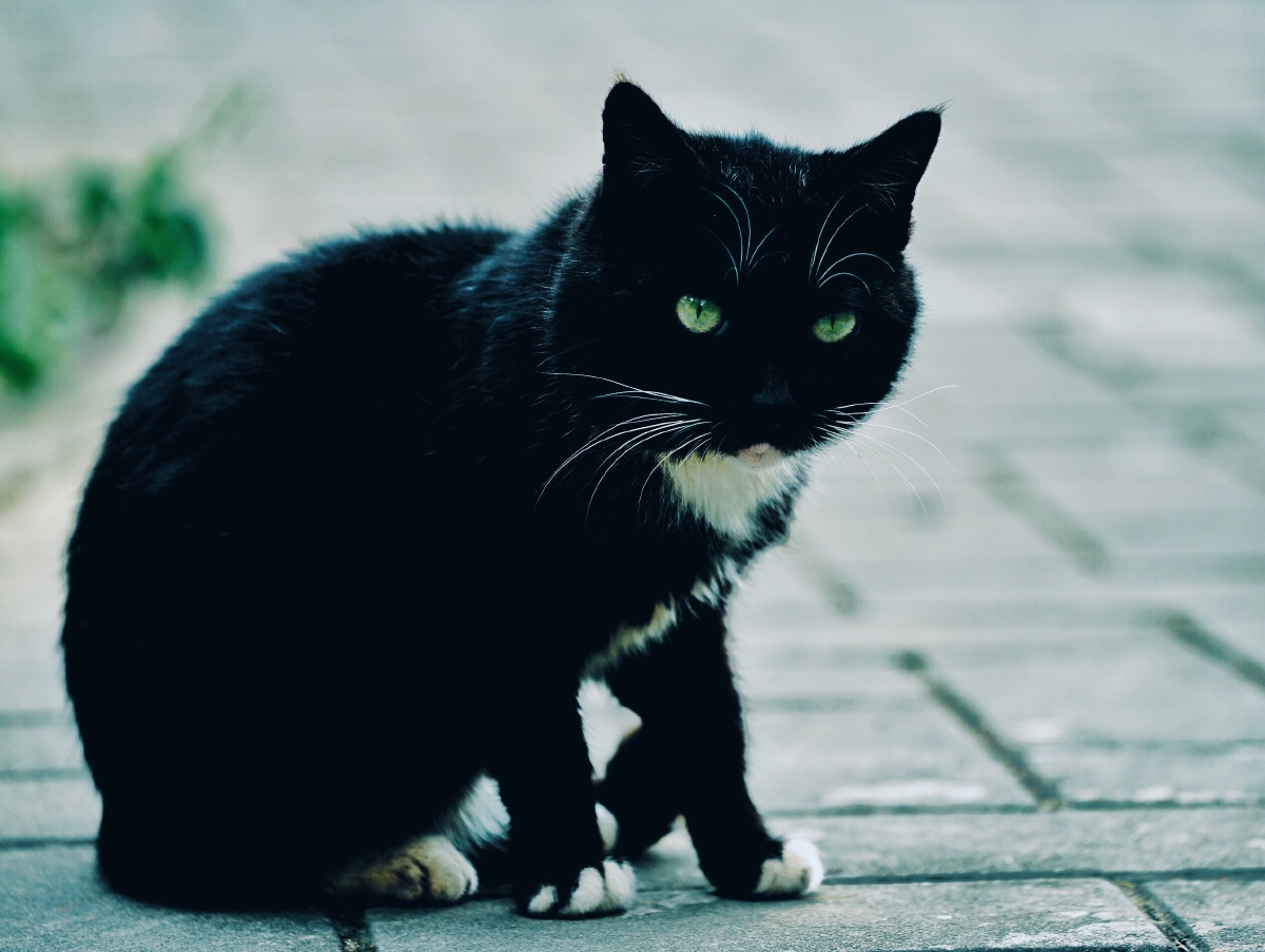 只是因为在人群中多看了你一眼 - 抓拍, 动物 -