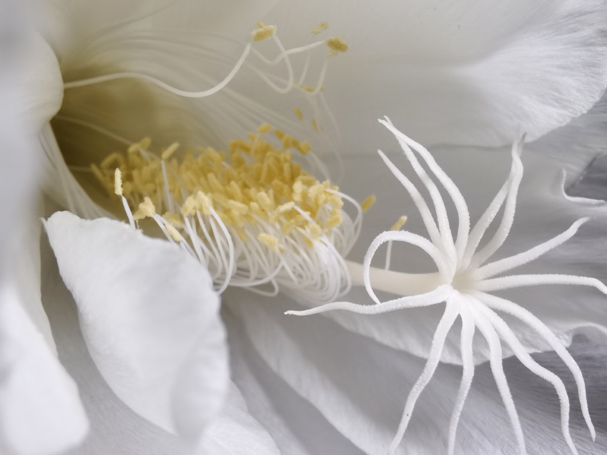 昙花(花蕊) - 微尘视觉 - 图虫