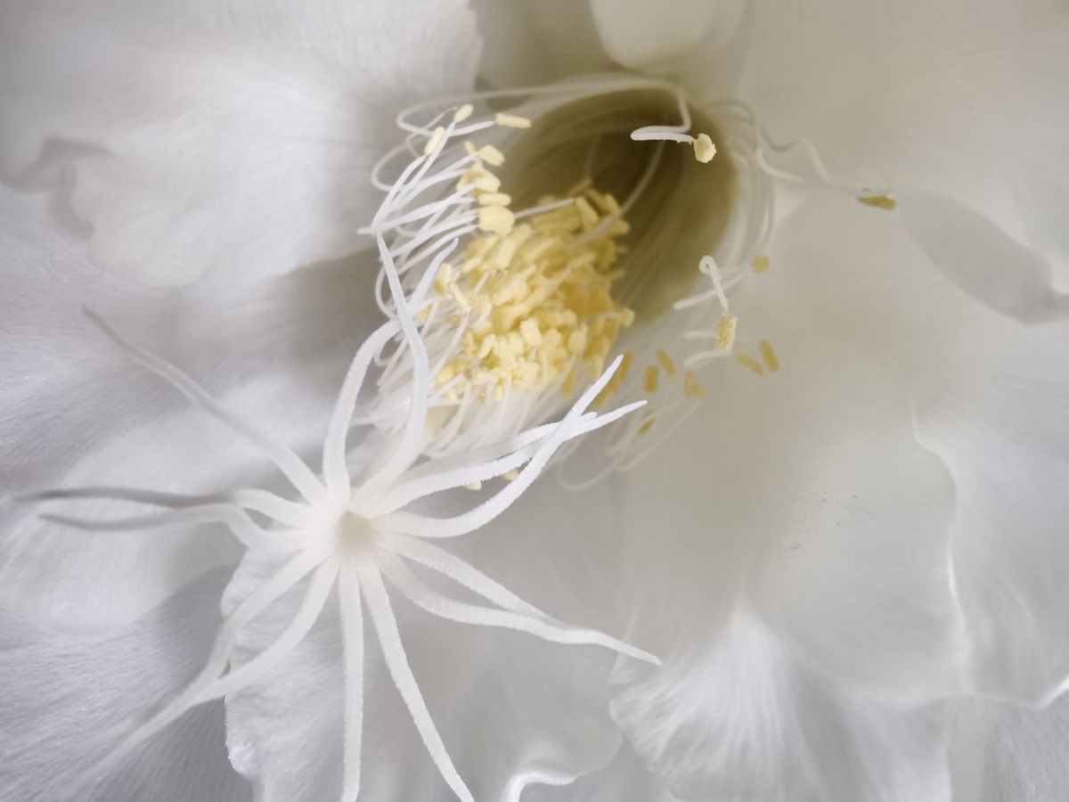 昙花(花蕊) - 微尘视觉 - 图虫