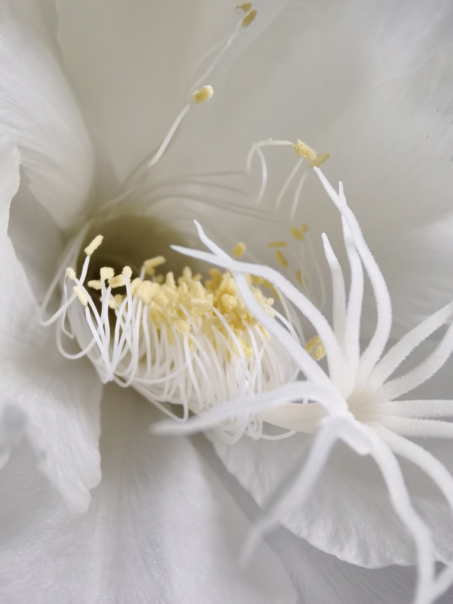 昙花花蕊