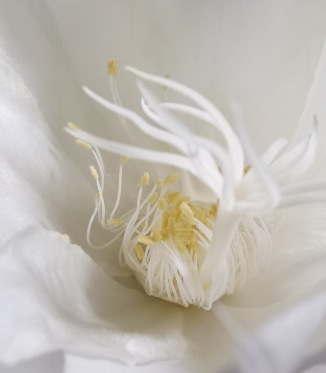 昙花花蕊