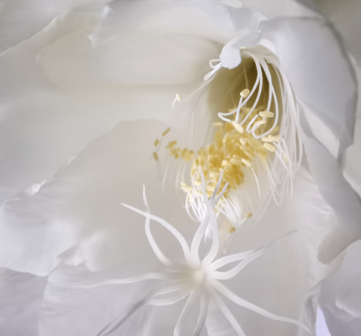 昙花(花蕊) - 微尘视觉 - 图虫