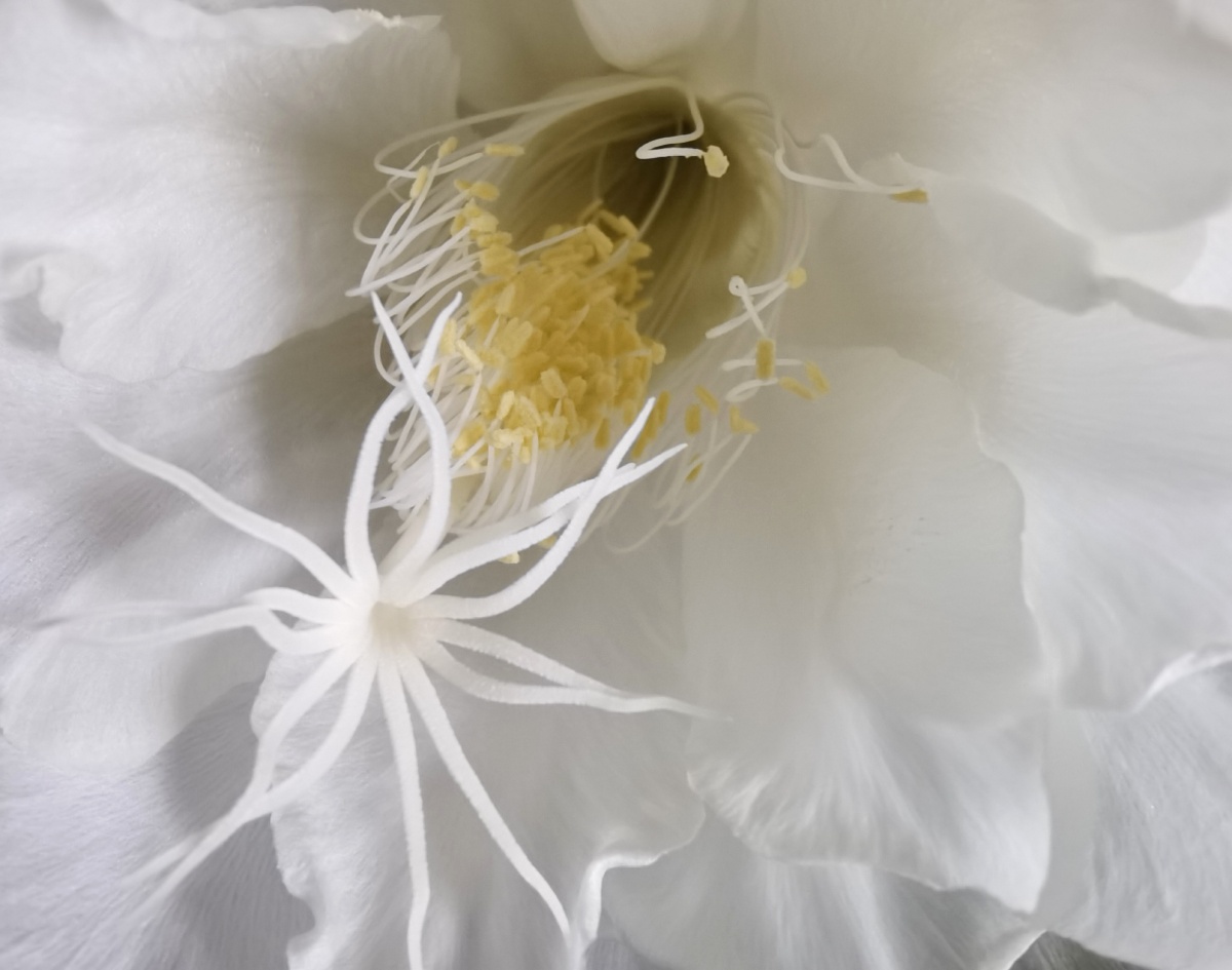 昙花(花蕊) - 微尘视觉 - 图虫