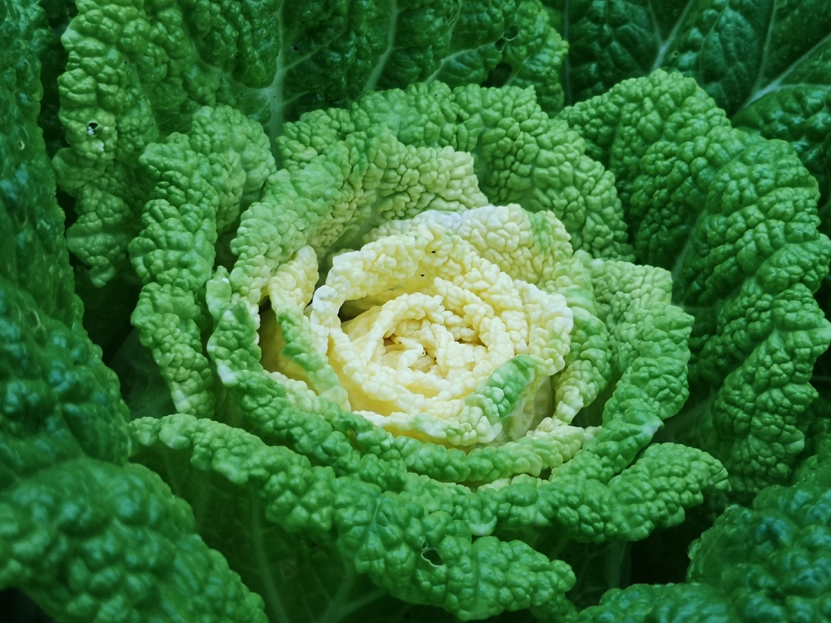 菜花- 淡淡咖 - 图虫