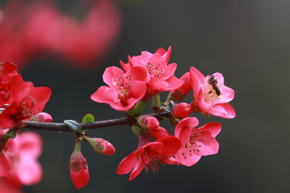 一树海棠压梨花