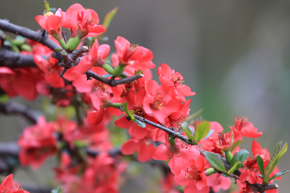 一树海棠压梨花