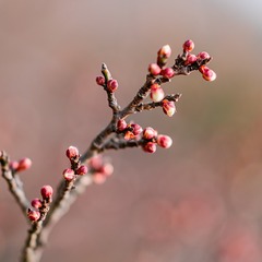 1003557