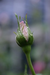 1445138