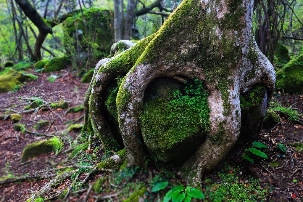 十年树木，百年树人，千年握住大石头……<br />
树摞死人摞活，人像不给脸、树照不给叶；<br />
悠悠每次走到这里，都不妨多看几眼，叹服大自然的神奇和人类的渺小。<br />
