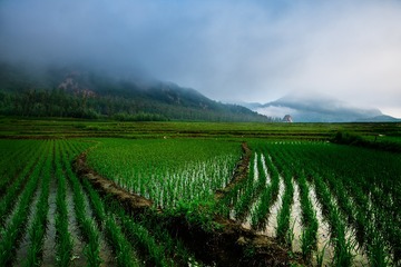 晨雾中山与稻田