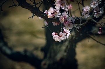 山桃花开