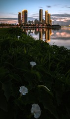 夏之花-锦州东湖公园