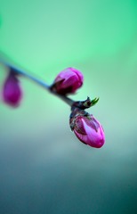 花初蕾