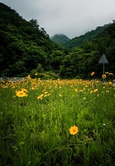 山花烂漫