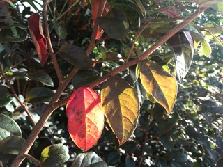 IMG_20160911_082833
