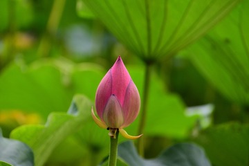 DSC_2490_00021