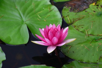DSC_2506_00033