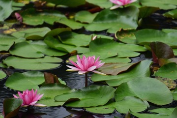 DSC_2508_00035