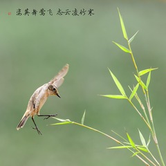 寒竹孤莺