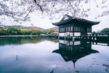 曲院残荷