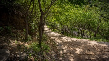 road under tree
