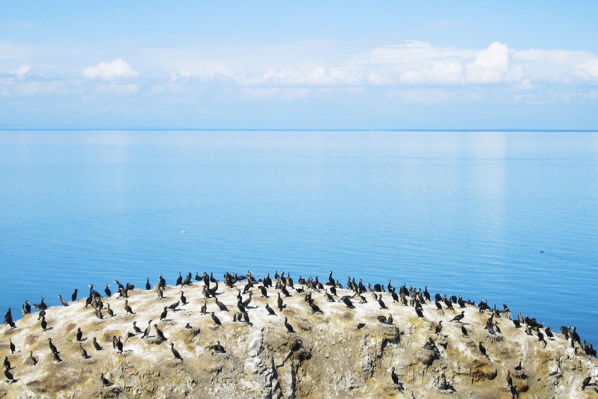 时间:2006年7月 br /> 地点:青海湖鸟岛