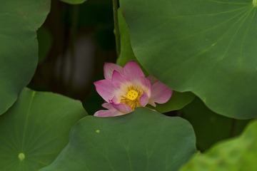 DSC_9094-1