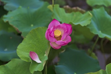 DSC_9045-1