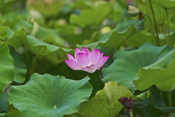 DSC_9060-1