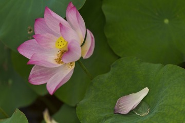 DSC_9105-1