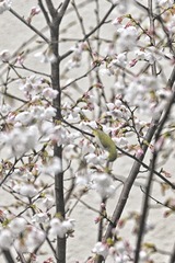 E70D8155-5F3D-4EFE-AEB3-7FF145F448C0/L0/001