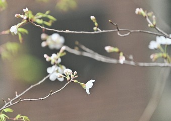 554D14AE-9746-4AFA-9110-B1D7F17F19B8/L0/001