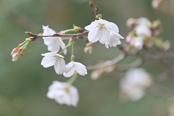 49D27303-FDDD-4B74-BEAE-7190A5F0F9E0/L0/001