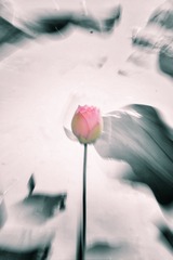 E780054C-96A3-49AB-826C-C7261324C45C/L0/001